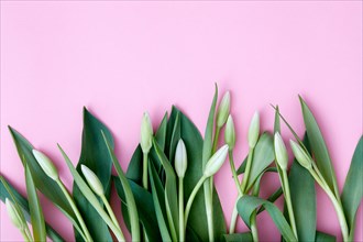 Tulip buds and leaves against pink background