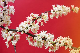 Cherry blossom against red background