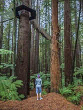 Hiker standing in redwood forest