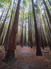 Person hiking in redwood forest