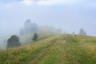 Fog over green landscape in Carpathian Mountains