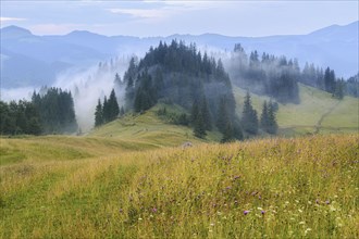 Foggy rolling landscape in Carpathian Mountains
