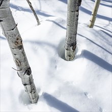 Aspen trees in deep snow