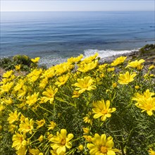 USA, California, Malibu, Close-up of yellow flowers growing on sea coast