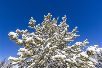 Pine tree covered with snow against blue sky