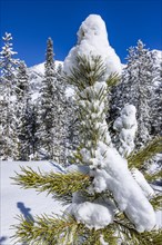 Close-up of pine tree covered with snow