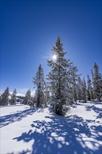 Sun shining through fir tree covered with snow