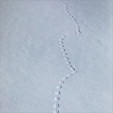 Animal footprints in snow