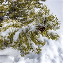 Pine cone on a tree in winter
