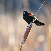 Red winged blackbird perching on cattail