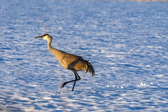 Crane walking in snow