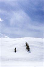 Two pine trees on a snowy hill