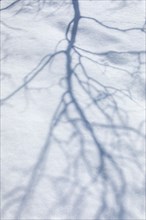 Shadow of bare tree on snow in winter
