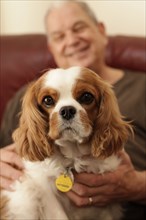 Cute cavalier king charles spaniel sitting on owners lap and looking at camera