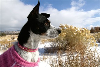 Rat Terrier wearing pink sweater and collar playing in snow
