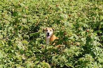 Playful dog in raspberry patch at farm