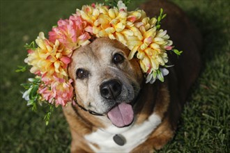 Portrait of dog wearing wreath