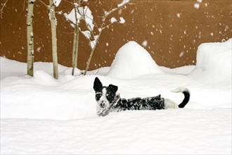 Terrier playing in deep snow