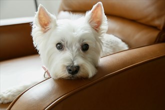 West Highland White terrier resting in armchair