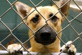 Abandoned dog in cage at animal shelter