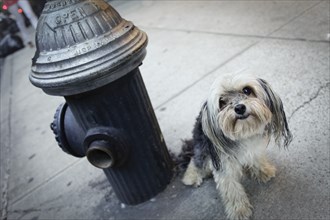 Small dog sitting on sidewalk next to fire hydrant