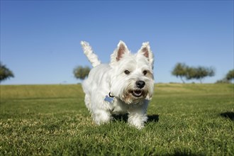 White dog running on grass on sunny day