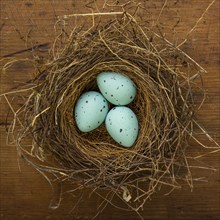 Three blue eggs in birds nest