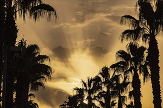 Silhouettes of palm trees against sunset sky