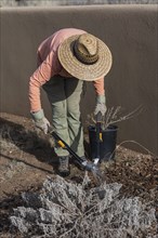 Woman pruning plant in desert garden