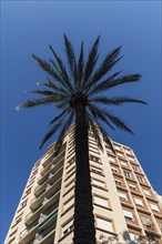 Low angle view of palm tree and apartment building