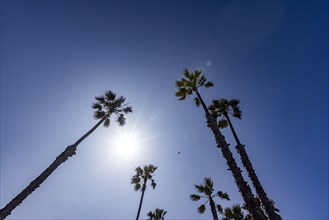 Low angle view of palm trees against sunny sky