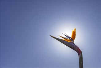 Bird of Paradise plant against sunny sky
