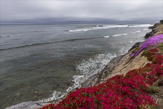 Blooming wildflowers on rocky coast