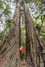 Senior woman touching large redwood trees on hike