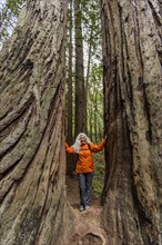 Senior woman touching large redwood trees on hike