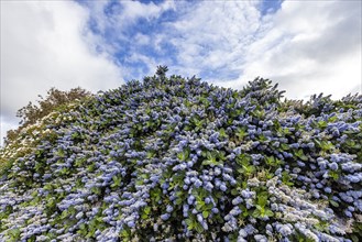 Blue blossom plant blooming in springtime