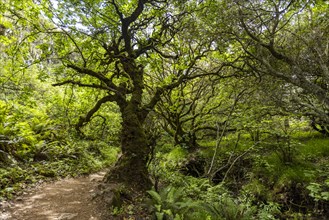 Tree next to hiking trail