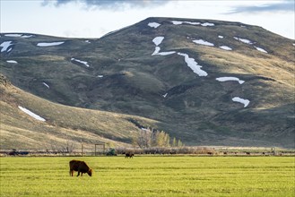 Domestic cattle grazing in pasture near mountains