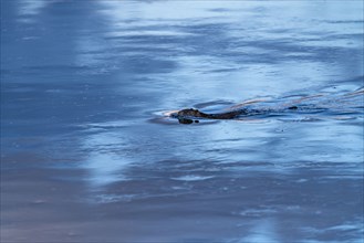 Beaver swimming in blue water