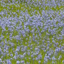 Camas flowers in full bloom in meadow