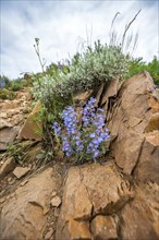 Blue wildflowers against rock along Carbonate Mountain Trail