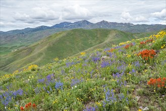 Scenic landscape with wildflowers along Carbonate Mountain Trail