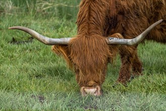 Portrait of Highland Cow grazing in pasture