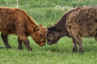 Side view of Highland calves playing in pasture