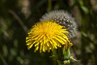 Close-up of yellow dandelion in meadow