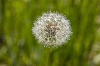 Close-up of dandelion seed pod in meadow