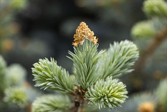 Close-up of pine buds in forest