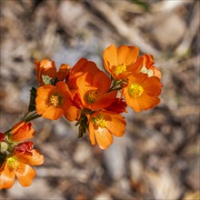 Close-up of orange wildflower