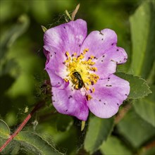 Close-up of bee pollinating pink wildflower