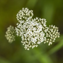 Close-up of white wildflower in bloom